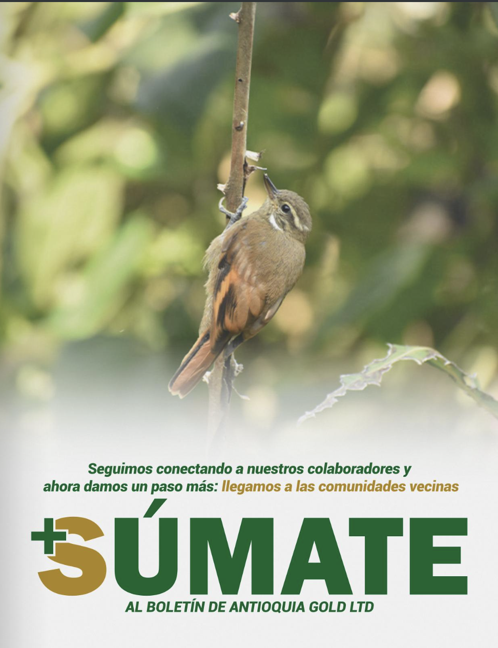 Boletín Súmate 007